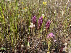Castilleja rubicundula