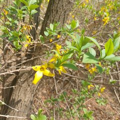 Forsythia koreana