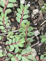 Euphorbia thymifolia