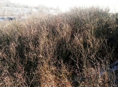 Prunus spinosa dasyphylla