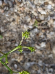 Chorizanthe brevicornu