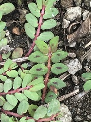 Euphorbia thymifolia