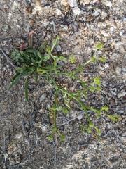 Chorizanthe brevicornu