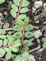 Euphorbia thymifolia