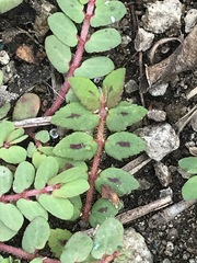 Euphorbia thymifolia