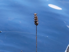 Platanthera blephariglottis