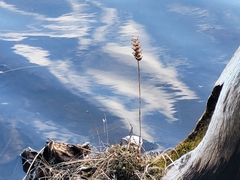 Platanthera blephariglottis