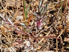 Polygonum bidwelliae