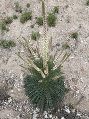 Reseda suffruticosa