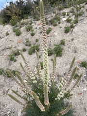 Reseda suffruticosa
