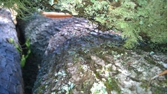 Monochamus carolinensis