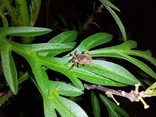 Phelypera distigma image