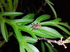 Hyperinae