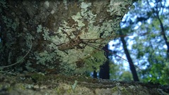 Monochamus carolinensis