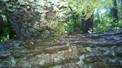 Monochamus carolinensis