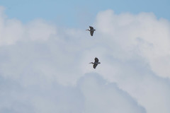 Pelecanus crispus