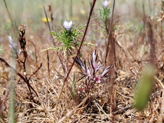 Polygonum bidwelliae