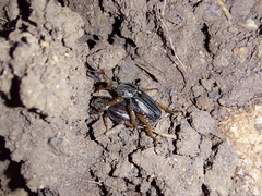 Faula centralis