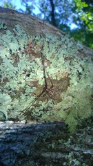 Monochamus carolinensis