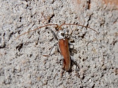 Ceresium zeylanicum