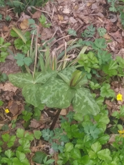 Trillium viride