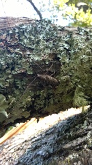 Monochamus carolinensis