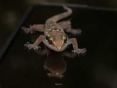 Hemidactylus triedrus