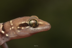 Hemidactylus triedrus