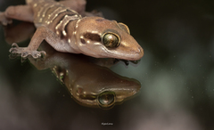 Hemidactylus triedrus
