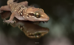 Hemidactylus triedrus