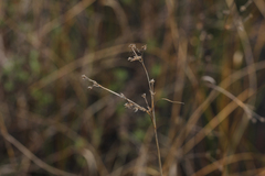 Cladium mariscoides