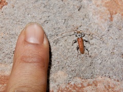 Ceresium zeylanicum