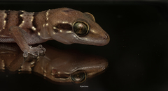 Hemidactylus triedrus