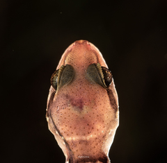 Hemidactylus triedrus