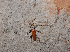Ceresium zeylanicum