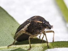Eysarcoris humeralis