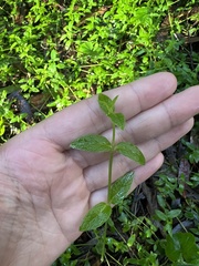 Stellaria flaccida