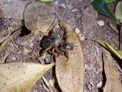 Faula centralis