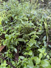 Stellaria flaccida