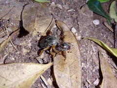 Faula centralis