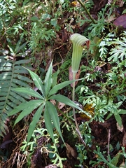 Arisaema formosanum