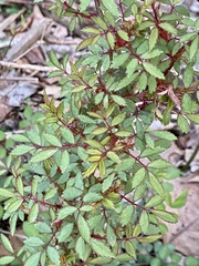 Rose rosette emaravirus