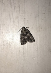 Acronicta increta