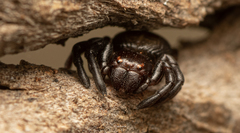 Stiphropus