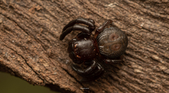Stiphropus