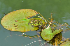 Pelophylax fukienensis