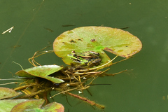 Pelophylax fukienensis