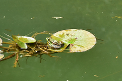 Pelophylax fukienensis