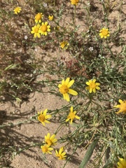 Eriophyllum ambiguum