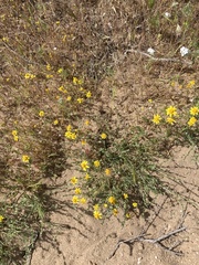 Eriophyllum ambiguum